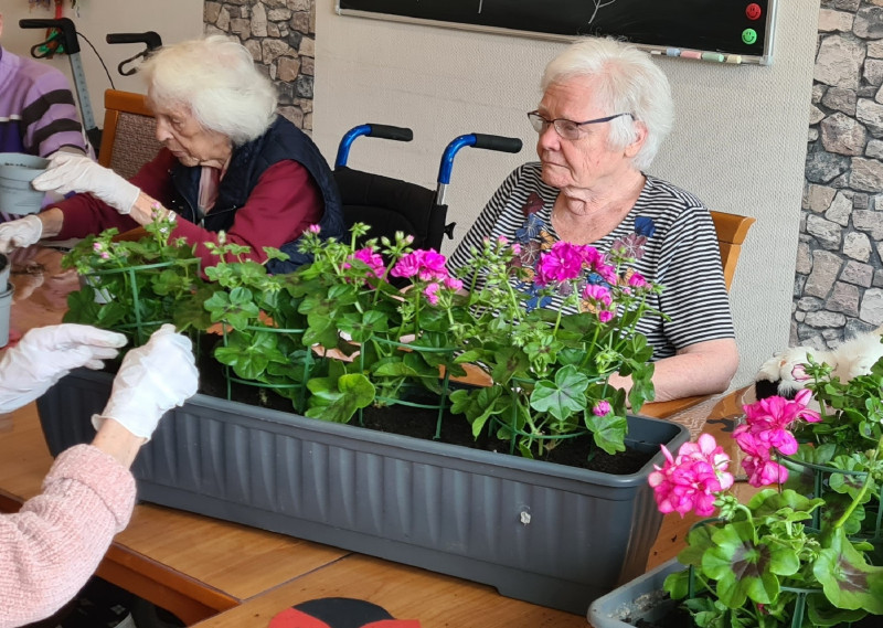 4 Blumenpflanzen Am Tisch