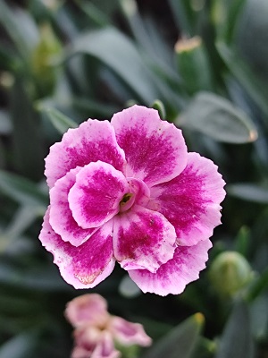 Blume2.jpg
