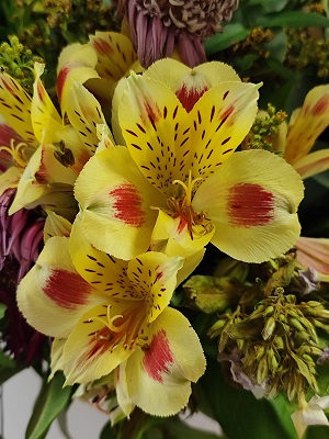 Blume40.jpg