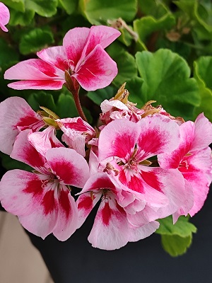 Blume6.jpg