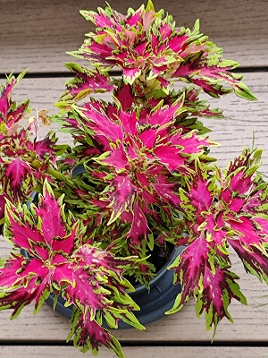 Blume8.jpg