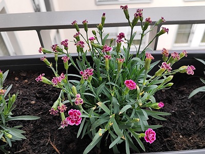 Foto15.jpg