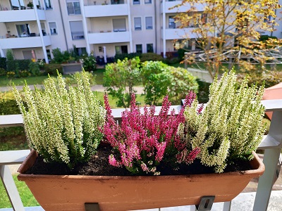 Heide50