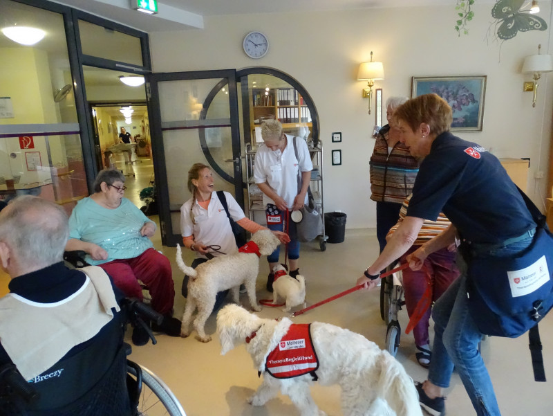 Therapiehunde (12).JPG